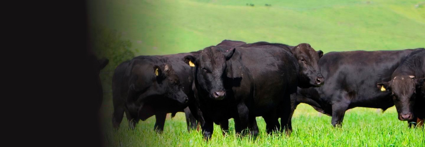 Hero image for Farming Grass-fed Wagyu