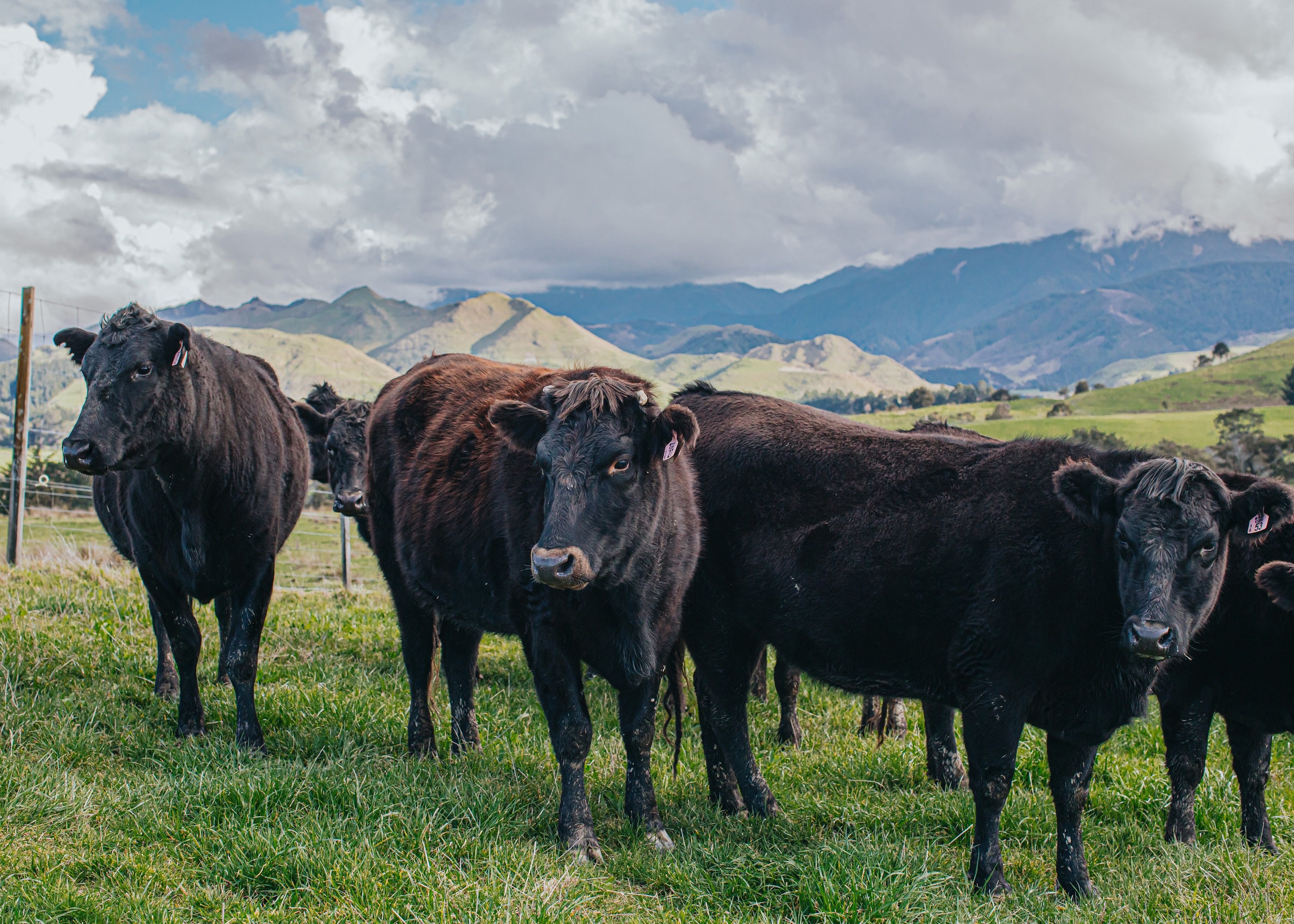 Partner programme sees ‘seismic shift’ in perception of New Zealand marbled grass-fed beef