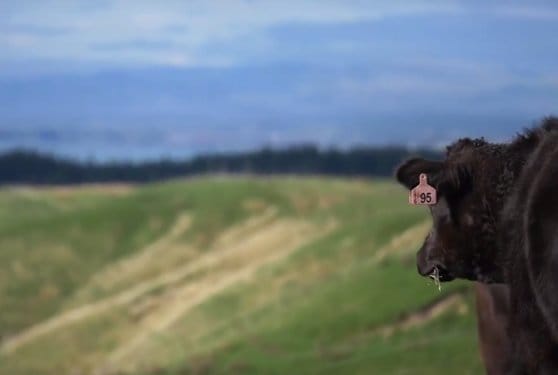 banner video