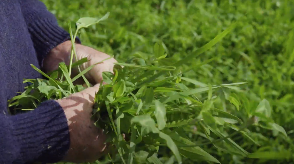 Rich, Fertile Soil