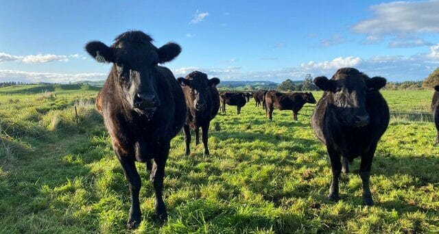 Wagyu