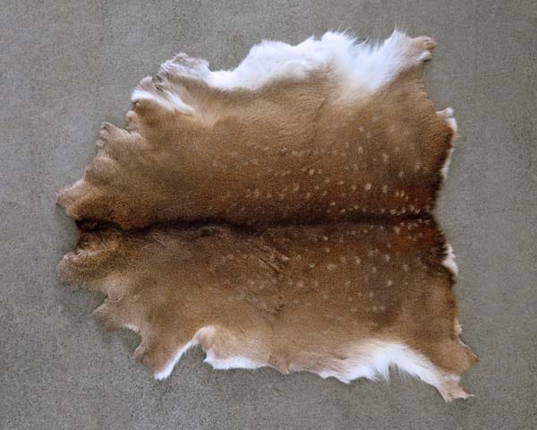 Deer Skin #28