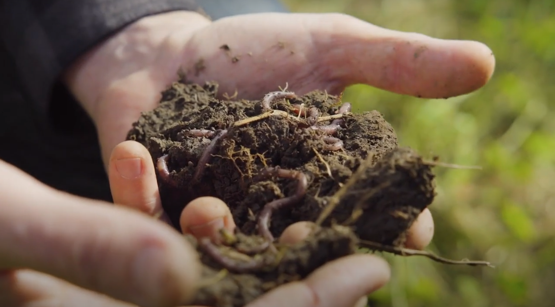 Carbon Rich Soil