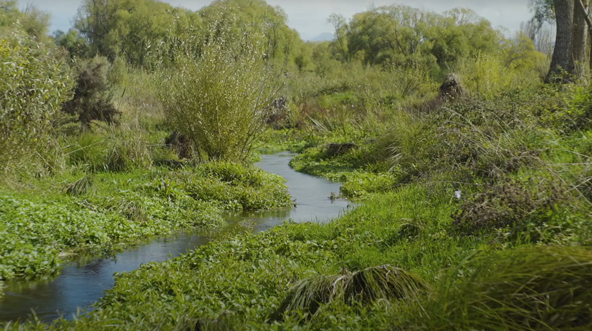 Diverse, Healthy Ecosystems