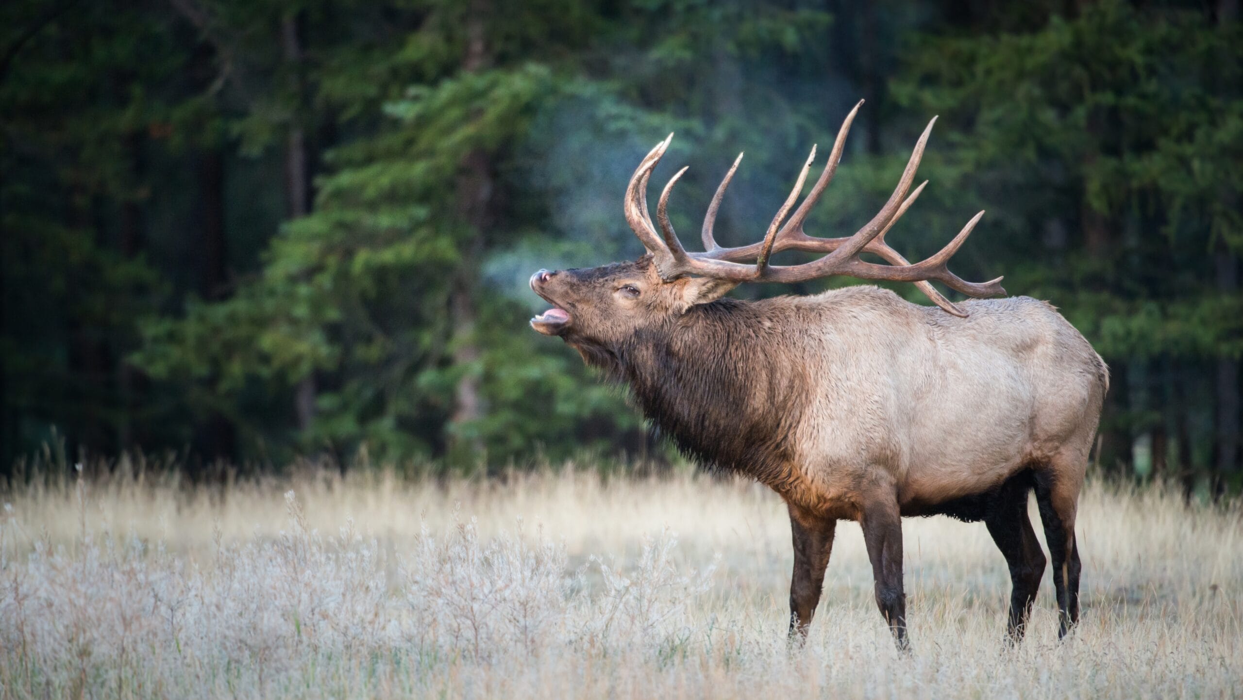 Elk