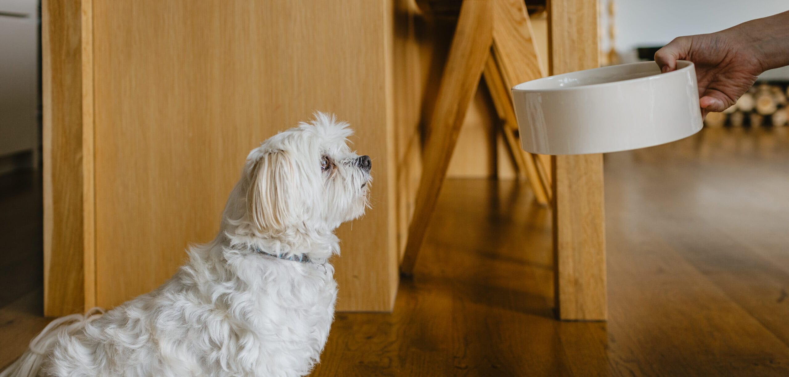 Do dogs need carbs?